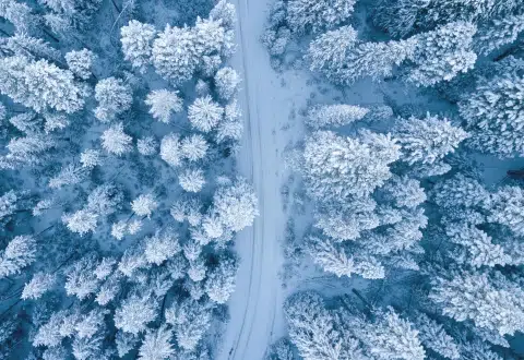 Šuma prekrivena snijegom